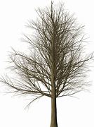 Image result for Tree Branch with Leaves Background