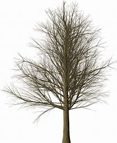 Image result for Tree Branch with Leaves