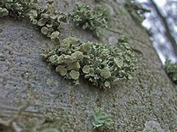 Image result for Bark Botany