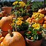 Image result for Fall Pics with Leaves and Pumpkins