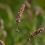 Image result for Polygonum Persicaria