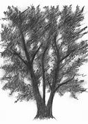 Image result for Detailed Tree Drawing