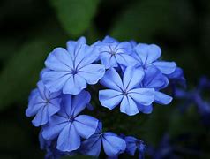 Image result for Blue Flowers Trees Branch