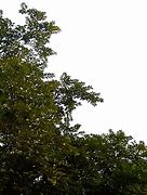 Image result for Tree Leaf Texture PNG