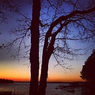 Image result for Winter Tree Silhouette