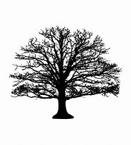 Image result for Pen and Ink Tree Drawings