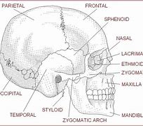 Image result for Blank Diagram of the Skull