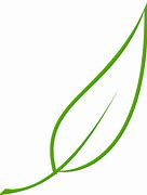 Image result for Leaf Outline Transparent