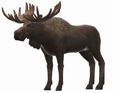 Image result for Moose Clip Art Free Images