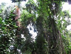 Image result for Jungle Trees Coloring Pages