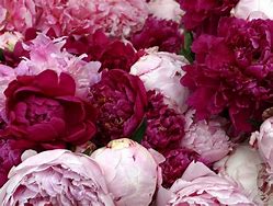 Image result for Blue Peonies Seeds