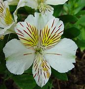 Image result for Lis Flower