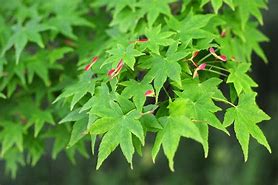 Image result for Jamoense Maple Tree Green