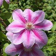 Image result for Blue Clematis