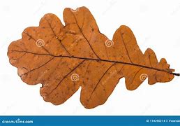 Image result for Spear Leaf Oak Tree