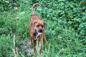 Image result for Boxer Golden Retriever Bull Terrier Mix