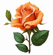 Image result for Rose Flower Bouquet