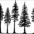 Image result for Tree Types Line Art