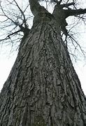 Image result for Silver Maple Buds