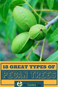 Image result for Pecan Tree Varieties