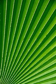 Image result for Green Palm Leaves