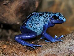 Image result for Amphiba Character Frog