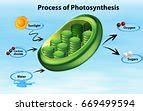 Image result for Photosynthesis Process Chart