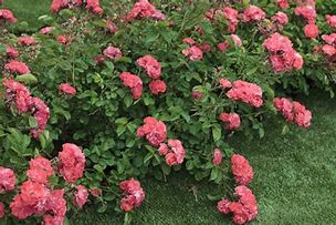 Image result for Coral Carpent Roses