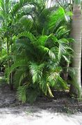 Image result for Areca or Golden Palm