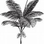 Image result for Palm Tree Line Drawing Icon