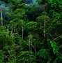 Image result for Jungle Background HD