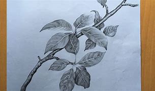 Image result for Leaf Pencil Drawing