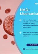 Image result for Nad+ Fuction