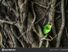 Image result for Tree Ivy and Vines Stock-Photo