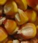 Image result for Non GMO Corn Seeds