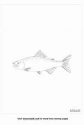 Image result for Steelhead Trout Coloring Page