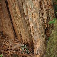 Image result for Tree Trunk to Hide Behind