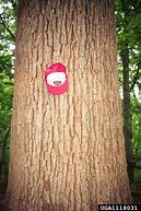 Image result for Quercus Alba Looking Up