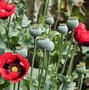 Image result for Real Poppy Flower Photography