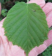 Image result for Hazel Tree Leaf