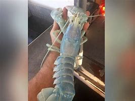 Image result for White Lobster