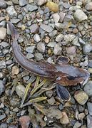 Image result for Loch Etive Fish Species