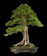 Image result for Most Beautiful Elm Bonsai