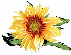 Image result for Watercolor Sunflower Clip Art Transparent