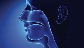 Image result for Body Parts Eyes&Ears Mouth/Nose