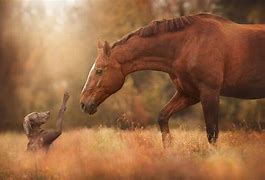 Image result for Beautiful Horse and Dog