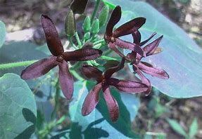 Image result for Brown Flowers in Japan