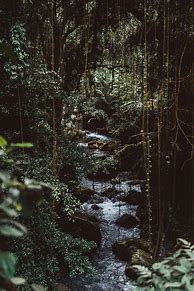 Image result for Jungle Aesthetic