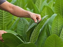 Image result for 7 Leaf Tobacco Liquid