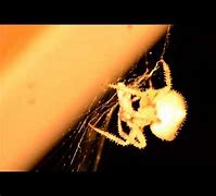 Image result for Cat-Faced Orb Weaver Spider